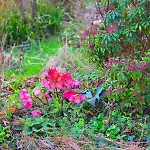 Σπίτι διακοπών Camembert & Crustaces *